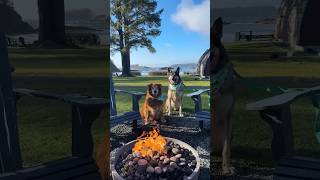 Tofino Dog Friendly Resort  #oceanvillageresort #tofinobc #dogfriendlytravel #travel #destinationbc