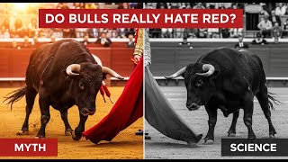 Myth vs Science: Do Bulls Really Hate the Color Red?
