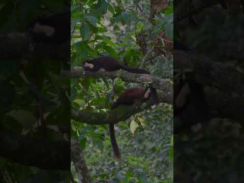 Black giant squirrel #wildlife #wildlifephotography #nature