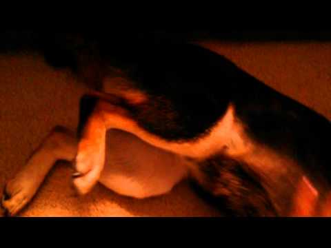 Kiba has a twitching spot shiba inu
