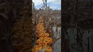 Innovative transport systems after corn harvesting