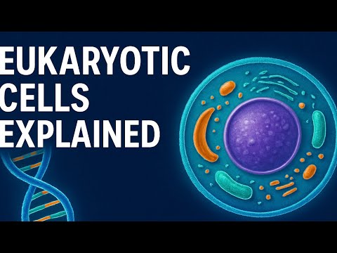 Eukaryotic Cells Explained: How DNA Is Stored in the Nucleus”
