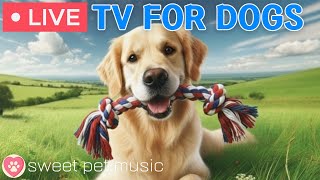🔴24 Hours of Dog TV🎵🐶Calming Music for Dog Sleep🐾🩷Soothing Dog Music Eases Stress and Anxiety