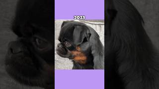 Where Are The Famous Dog Memes Now?💔 (ThenVsNow) #shorts