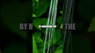 The Fascinating Web-Building Skills of Spiders: Inspiring Modern Silk Technology