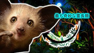 アイアイ| 動物ドキュメンタリー