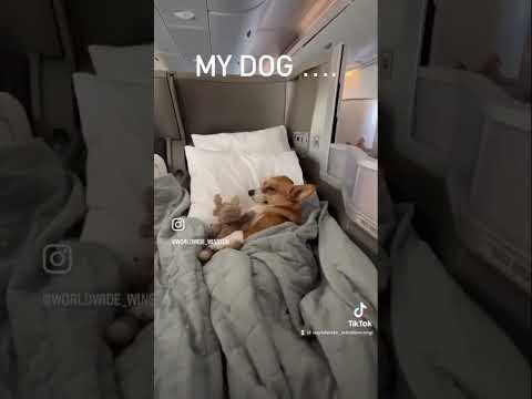 People vs Dogs on planes