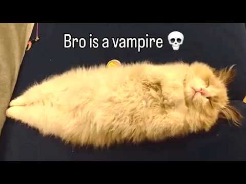 Immortal cats