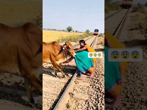 Two brave women rescue a cow from a train. #humanity #rescue #cow #animalrescue