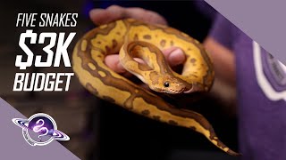 $3K Budget Ball Python Breeding Starter Guide | Leviathan Snakes