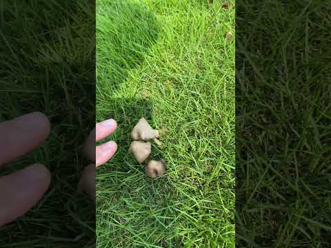 公園のキノコは食べれる？
