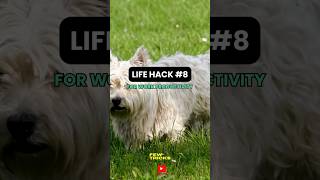 Work productivity hacks 8. share your experience #lifehacks #career #worktips