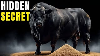 The Soybean Meal Secret for Fattening Cattle