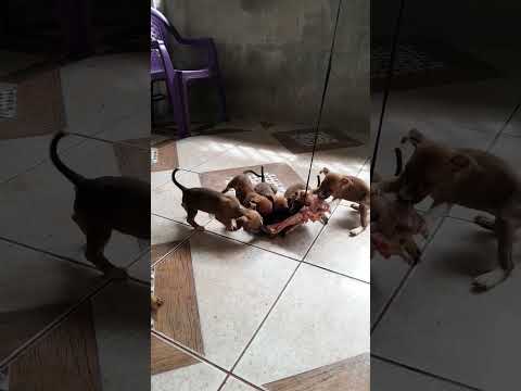 no outro vídeo eu disse que minha cadela tinha 3 filhos agora está com 3 mas quando nasceram era 7