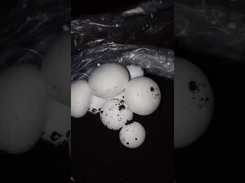 First Harvest Button Mushroom