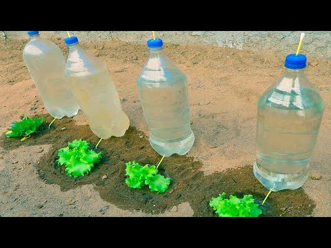 How to make drip irrigation for vegetables very easy and economical with plastic bottles.
