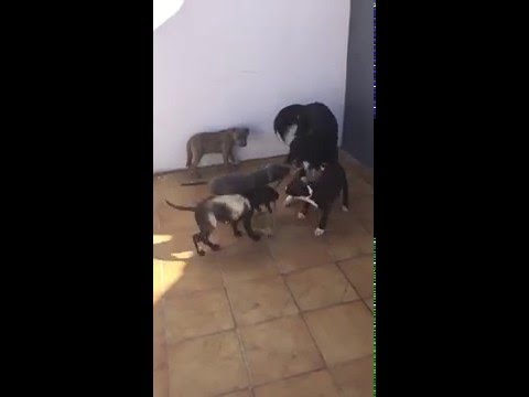 Cachorros contra adulto Border Collie