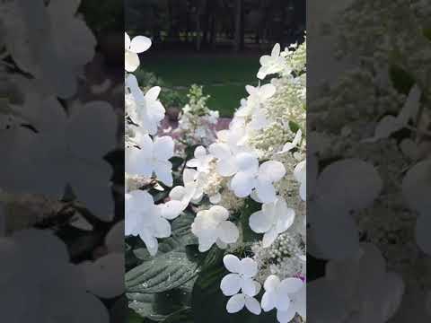 Petting Bumble Bee drunk on nectar