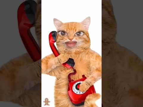 cat 🐈 & monkey 🐒 funny 🤣 video #cat #monkey #shorts  #cutebaby