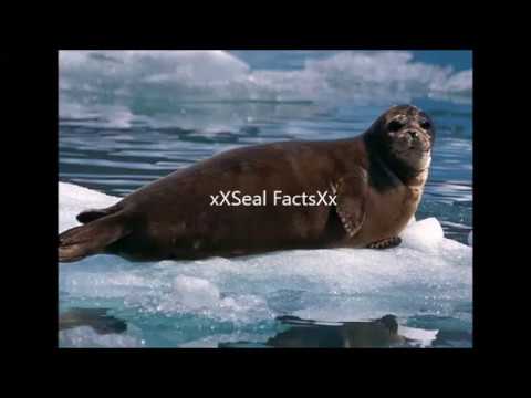 Seal Fact Day 26