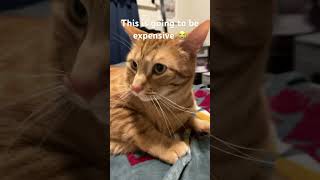 CatFu #cats #catlover #shorts #short #newcontent #letsgrowtogether #viralvideo #trending #fyp #cute