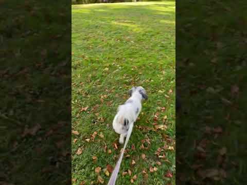 Fall Stroll through the Park