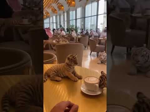 POV: The 'cat cafe' in Dubai is a little different... 💀