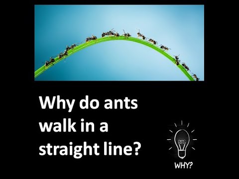 WHY do ants walk in a straight line?