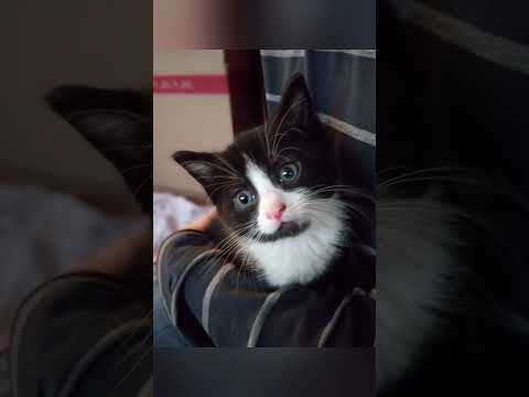 kitten from day 1 to now!!