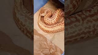 Breeder blood pythons #python #reels #subscribe #youtube #youtubeshorts