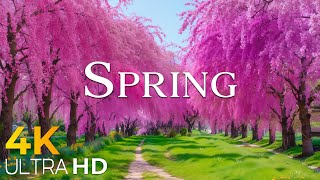 Spring 4K 🌸 Fresh Nature, Blooming Landscapes & Cinematic Relaxation UHD