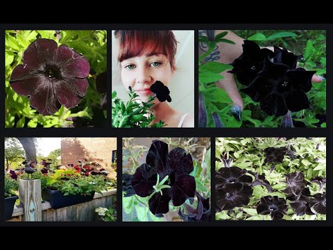 Black Petunia Flower | Grow Black Petunia Flower | Transform your lyfe