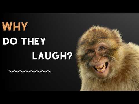 Why Do Monkeys Laugh? The Answer Will Surprise You!