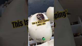 This Is What ‘Pipping’ Looks Like! #molinarosnakelab #reptiles #diy #shorts #babysnakes #ballpython