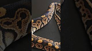 Hatchling Ball Python 🔥🔥 #ballpython #snake #reptiles #ballpythonbreeder #royalpython #shorts #short