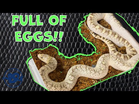 SHE’S FULL OF EGGS! - Setting up a lay box