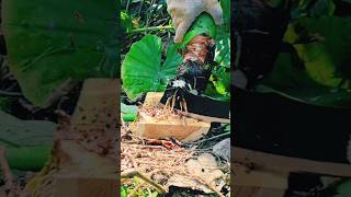 #agritools #farmer life #tonglufeng #agriculture #agritool #youtubeshorts #viral
