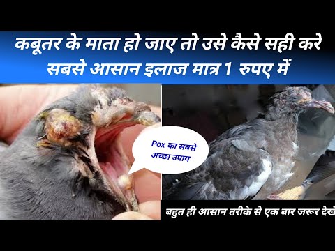 कबूतर की मादा या छालों को खत्म करने का सबसे आसान तरीका। कबूतर pox का इलाज