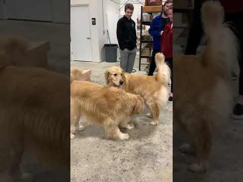 Golden retriever meets his liter mate #goldenretrievers #dogshorts #dog