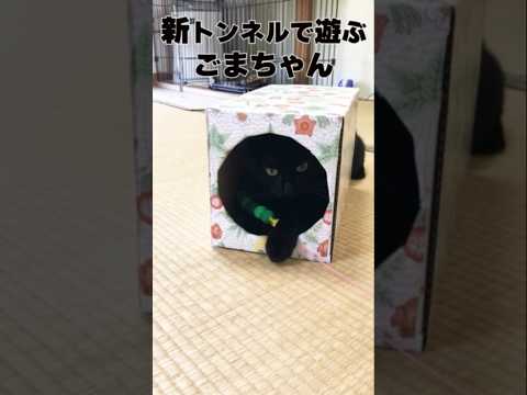 手作りトンネルで輝く黒猫の瞳 #猫　#保護猫 #野良猫
