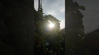 #nature #villagelife #daliyroutine