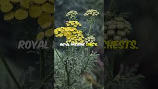 Tansy: The Bold Flower with a Medicinal Past #flowerfacts #natureshorts