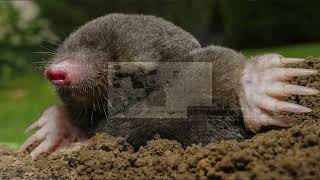 venxscomeback? / Astral Client RustMe