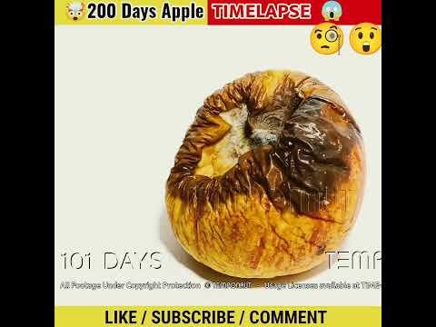 Apple Timelapse #shorts@MR. INDIAN HACKER@Crazy XYZ@The Experiment
