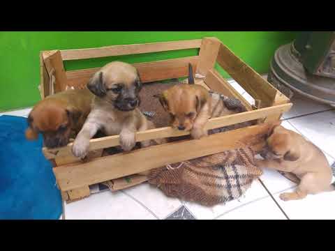 4 fêmeas 1 macho para adoção