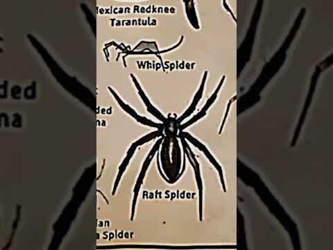TYPES OF SPIDERS|RAFT SPIDER|PART-8| #creature #spider @LIKEMYTH@tseries@MrBeast@Mythpat