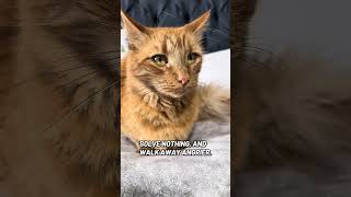 Knock it down, start anew,  Efficiency  in all I do! 😼✨#catshorts #shorts #fypp #subscribe