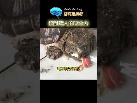 烏龜王八的驚人咬合力，前方手指疼痛警告！#动物#爬行动物#萌宠#冷知识 #世界十大#世界之最 #世界之最top#动物世界#动物星球