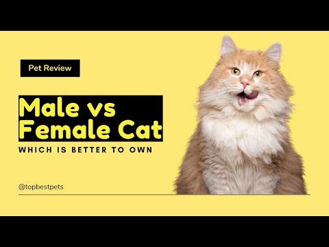 Male vs Female Cats | Which Is Better??