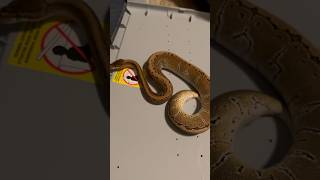 Pinstripe Ball Python #animals #reptiles #ballpython #royalpython #snake